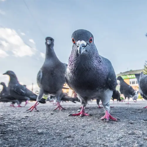 dépigeonnage vertou Ouest 3d