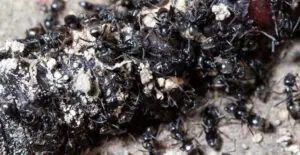 infestation fourmis vertou 2