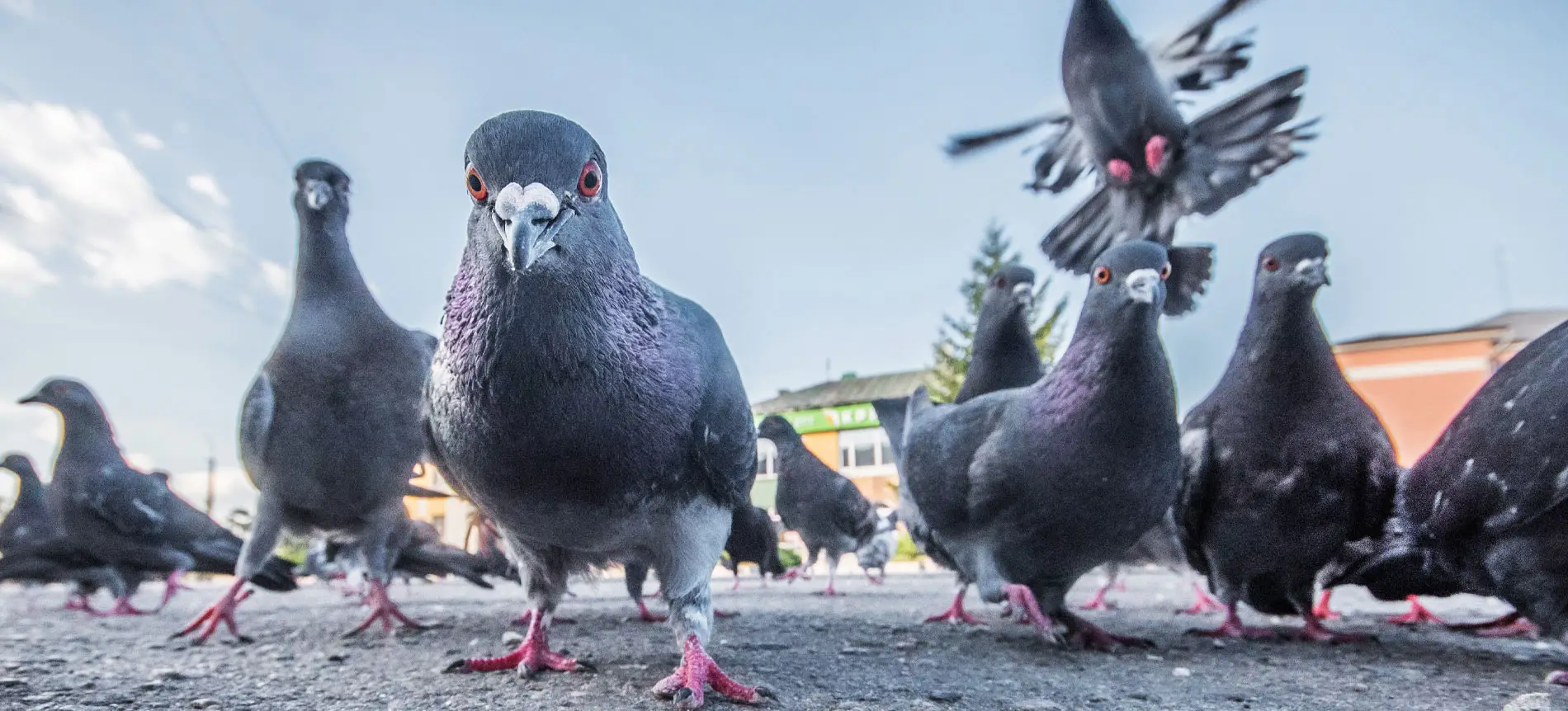 dépigeonnage vertou Ouest3d