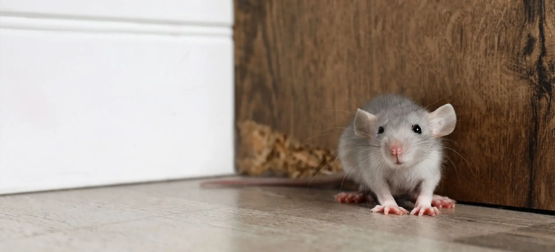 souris vertou dératisation