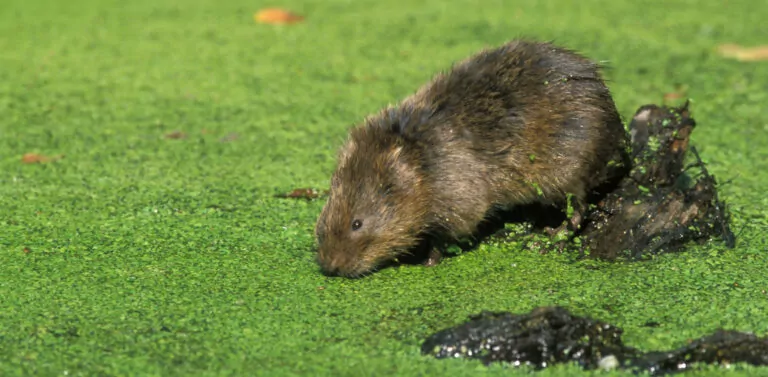 Rat taupier vertou