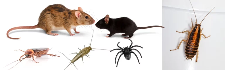 5 nuisibles d automne par ouest 3d vertou
