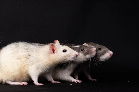 souris et rats nuisibles d automne par ouest 3d
